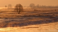 068_Biebrza - marzec 2013